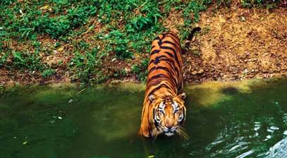Forts of the Tiger